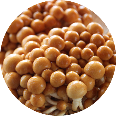 きのこ | JA魚沼